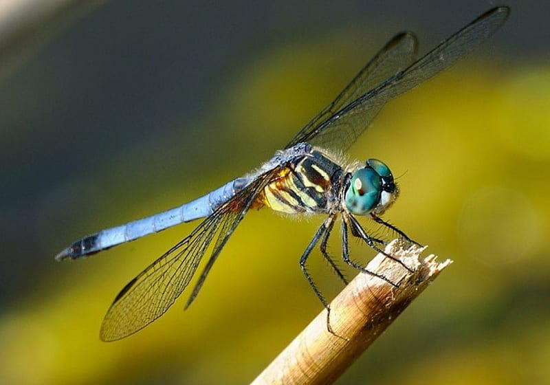 Blue dragonfly, wings, four, two, pair, HD wallpaper