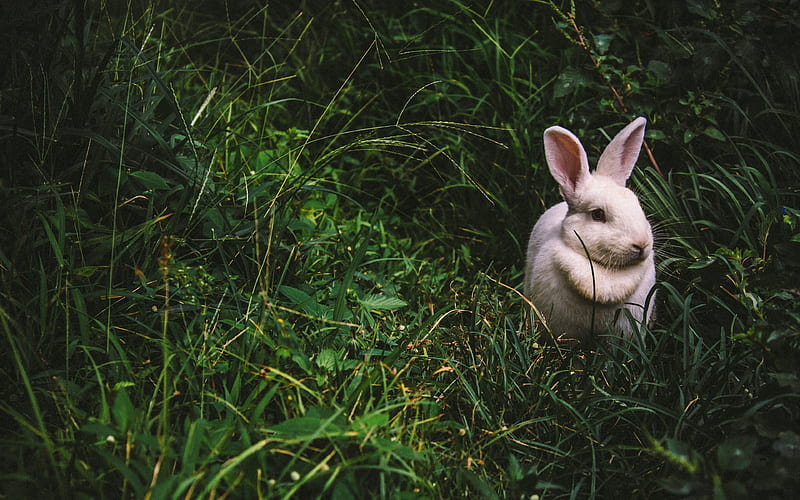 white rabbit grass, wildlife, rabbits, HD wallpaper