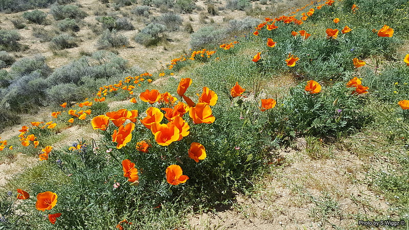 It's Poppy Time!, Poppy, Lancaster, california, flowers, nature, fields, HD wallpaper