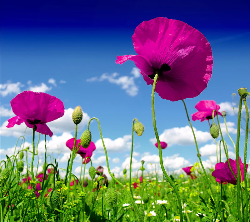 Poppy Field, flowers, HD wallpaper