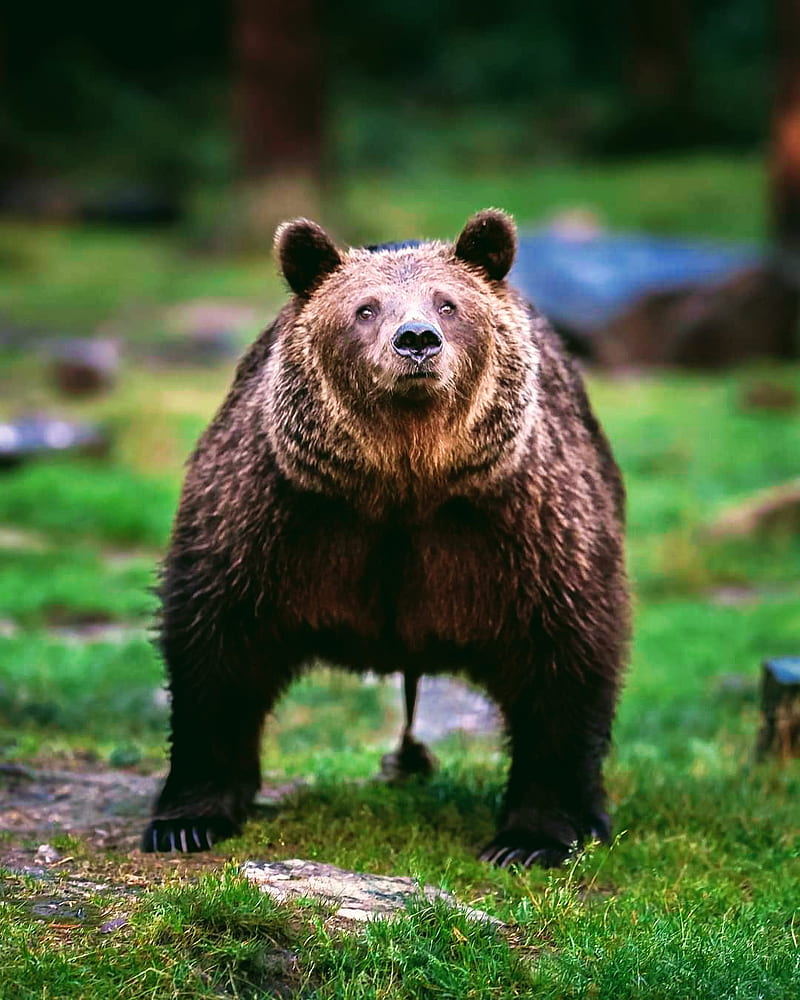 Ayi, bear, bears, black, brown, grizzly, hayvan, orman, vahsi, HD phone wallpaper