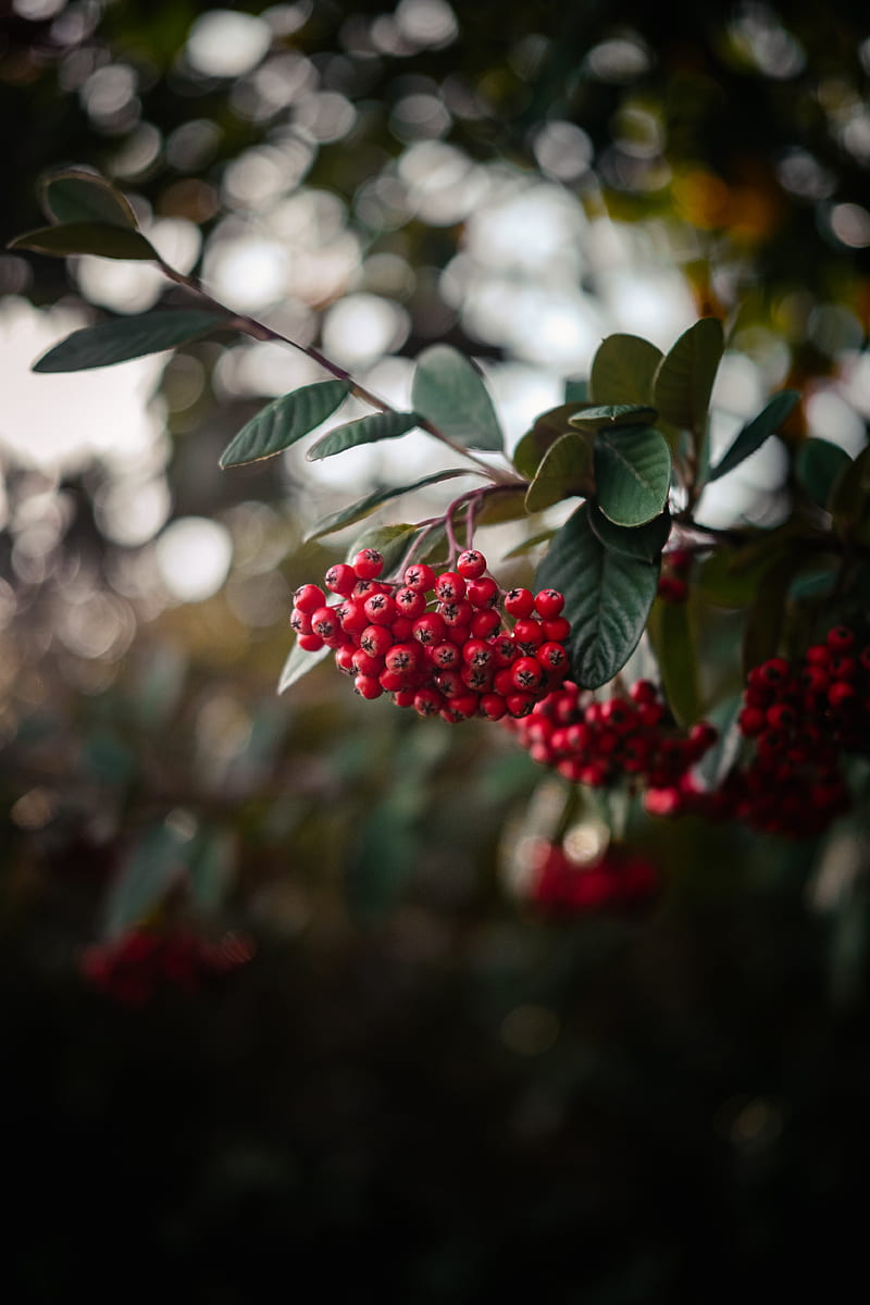 rowan, berries, bunch, branch, red, plant, HD phone wallpaper