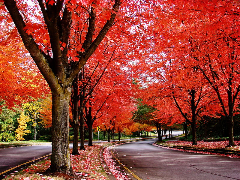 Fall Trees, Red, Fall, Tree, Autumn, Park, Road, Street, Hd Wallpaper 