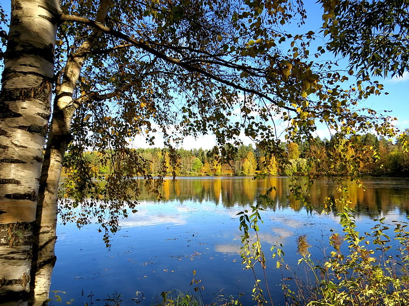 Pond, birch, autumn, leaf, HD wallpaper
