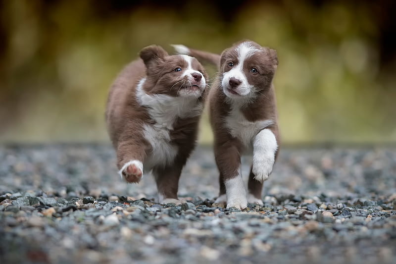 Puppies, australian shepherd, caine, run, animal, cute, border collie, couple, puppy, dog, HD wallpaper