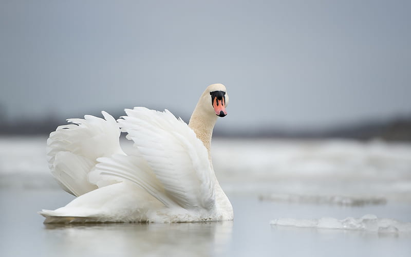 white swan, lake, winter, ice, beautiful white bird, HD wallpaper