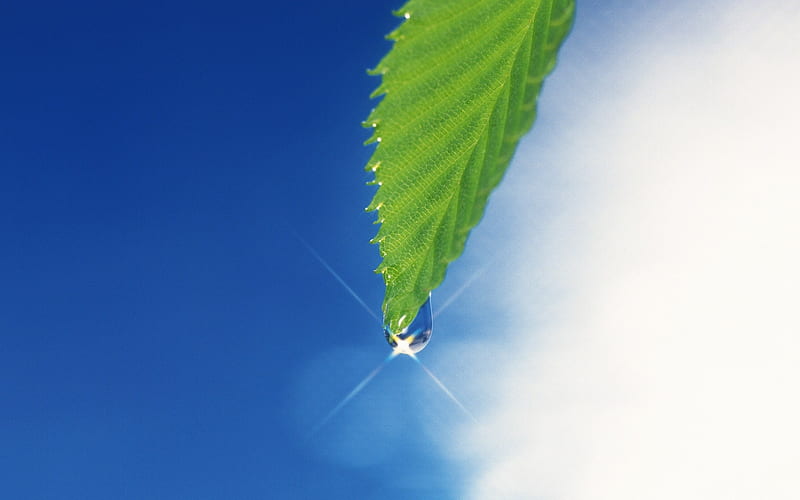 5 Green leaf -Dreamy Green Leaf with Sparkling Dewdrop, HD wallpaper