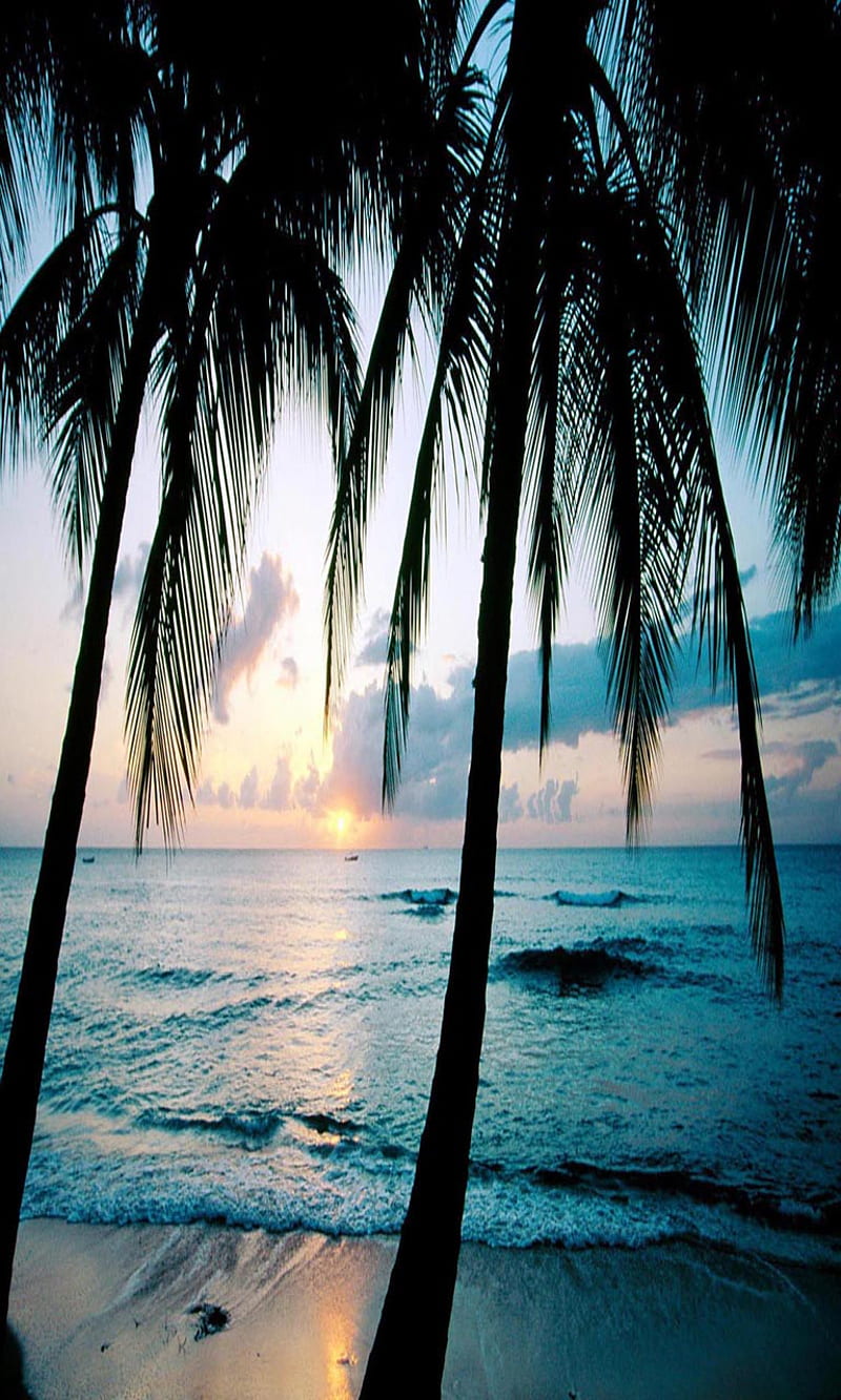 Ocean Sunset Trees, bonito, cute, look, nice, HD phone wallpaper | Peakpx
