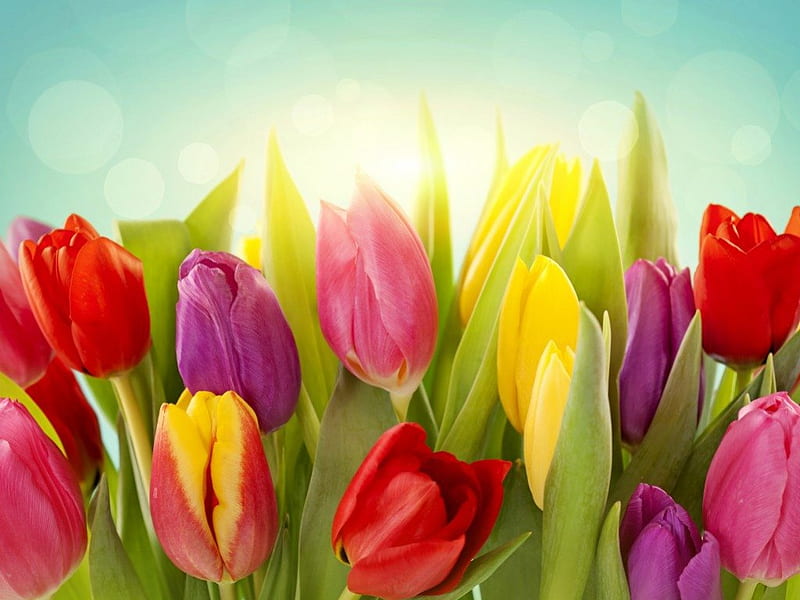 Tulipanes de colores, colorido, flores, pétalos, tulipanes, Fondo de  pantalla HD | Peakpx