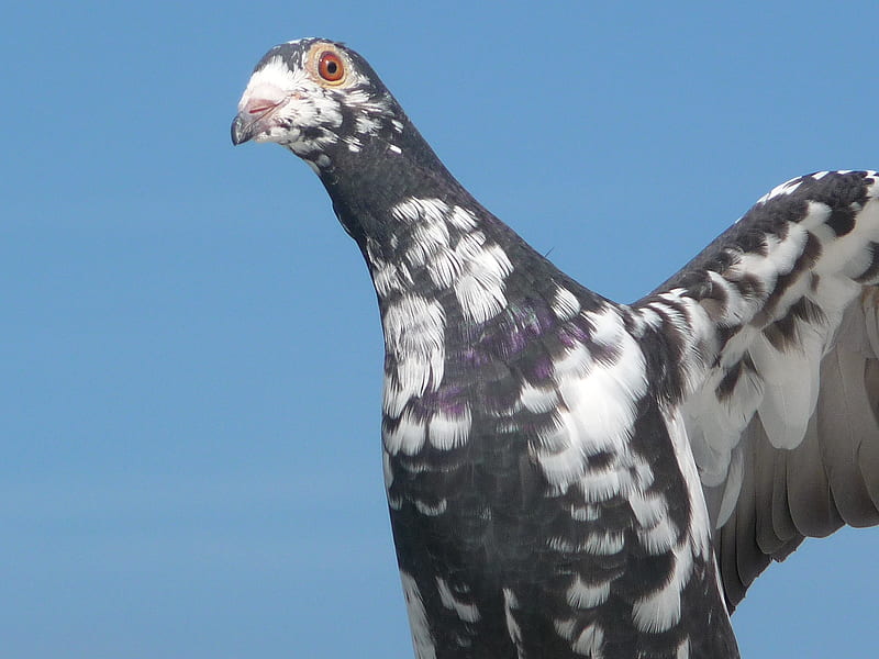 Pigeon, sky, ascent, racing pigeon, flyer, HD wallpaper | Peakpx