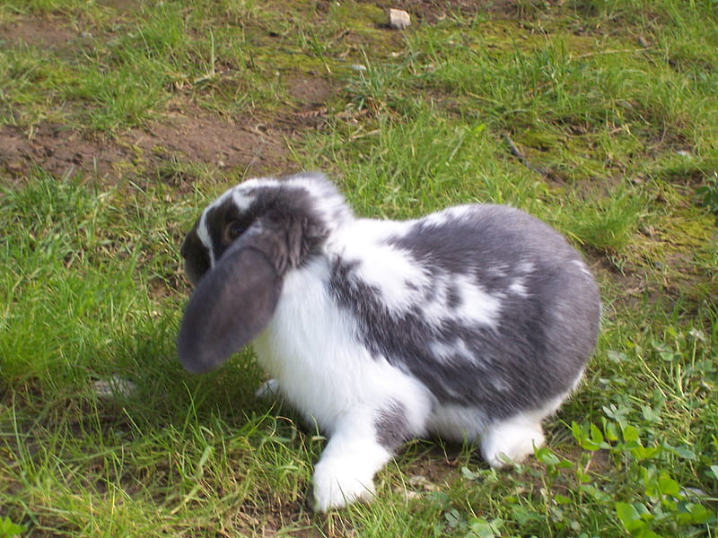 Smoky, furry, rabbit, lop ear, soft, adorable, animal, cute, holland mini lop, bunny, HD wallpaper