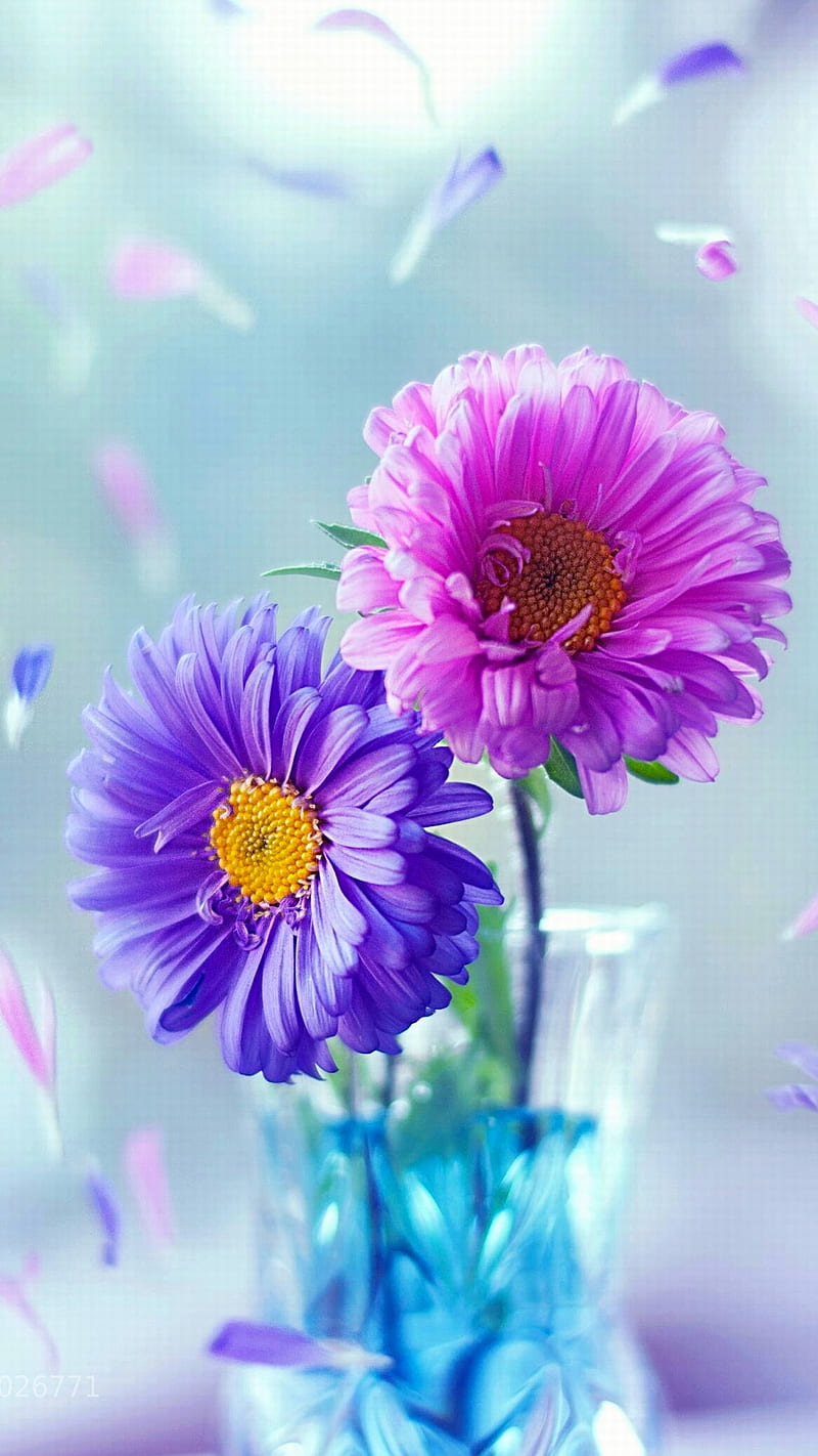 Colorful flowers, blue, pink, purple, spring, summer, sweet, HD phone wallpaper