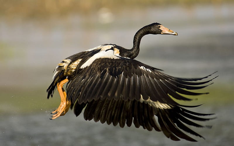 Magpie Goose, pond, in flight, HD wallpaper