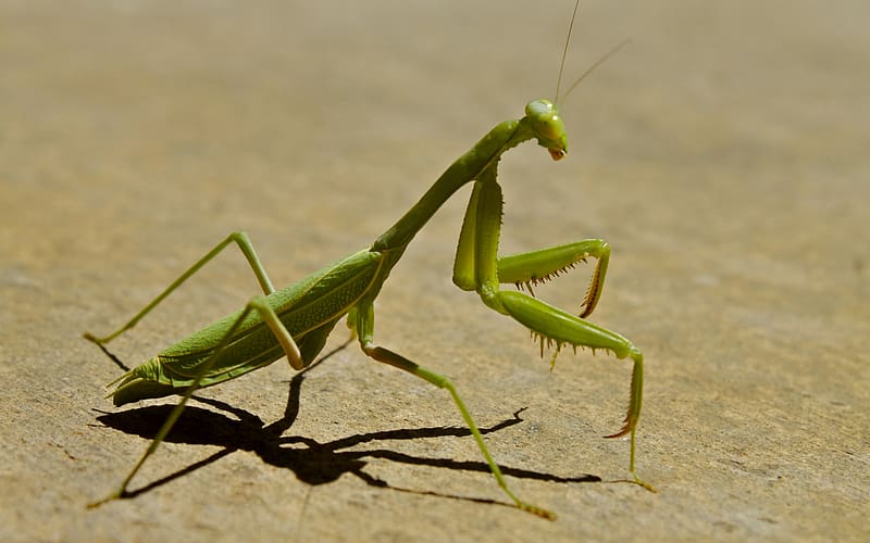 Insects, Animal, Praying Mantis, HD wallpaper