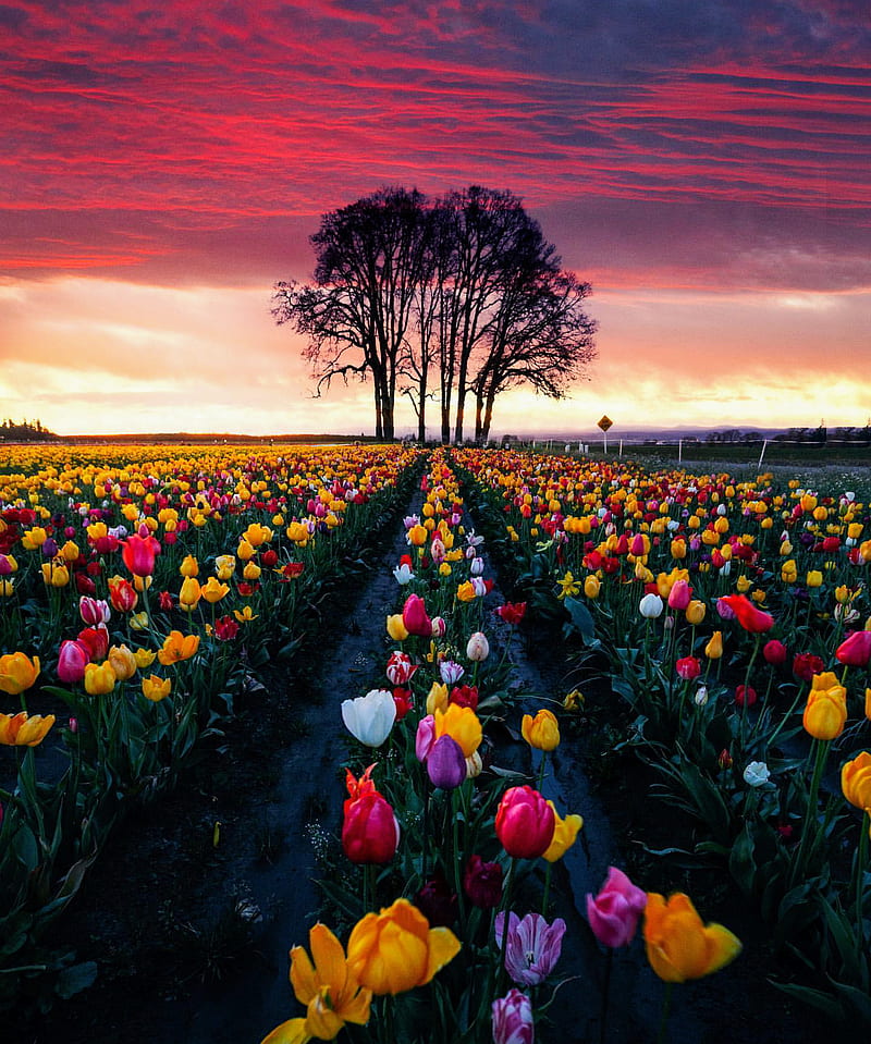 Tulips, bonito, flower, flowers, landscape, nature, sky, wild, HD phone wallpaper