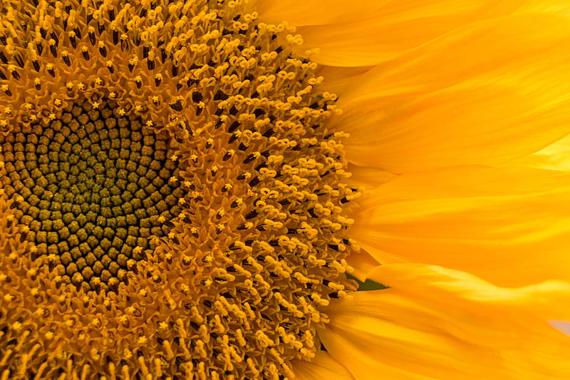 sunflower, flower, macro, petals, yellow, HD wallpaper