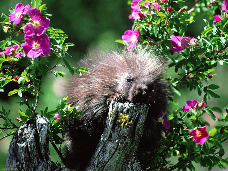 Porcupine Amongst The Flowers, cute, claws, tree, flowers, critter, blooms, log, HD wallpaper