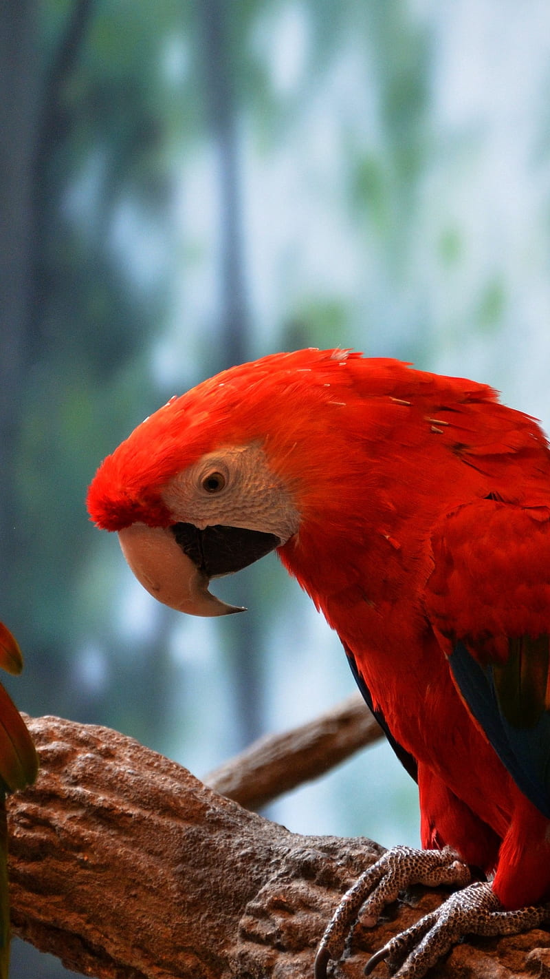 Scarlet macaw , bird, scarlet macaw, red, colorful, HD phone wallpaper
