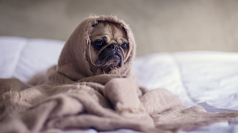 Brown Pug Puppy Covered With Blanket On Bedspread In A Blur Background Animals, HD wallpaper