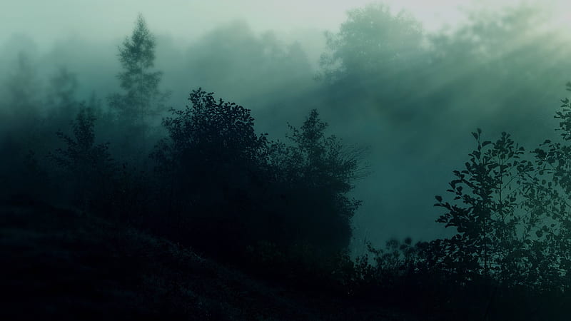Forest During Nighttime Dark Aesthetic, HD wallpaper