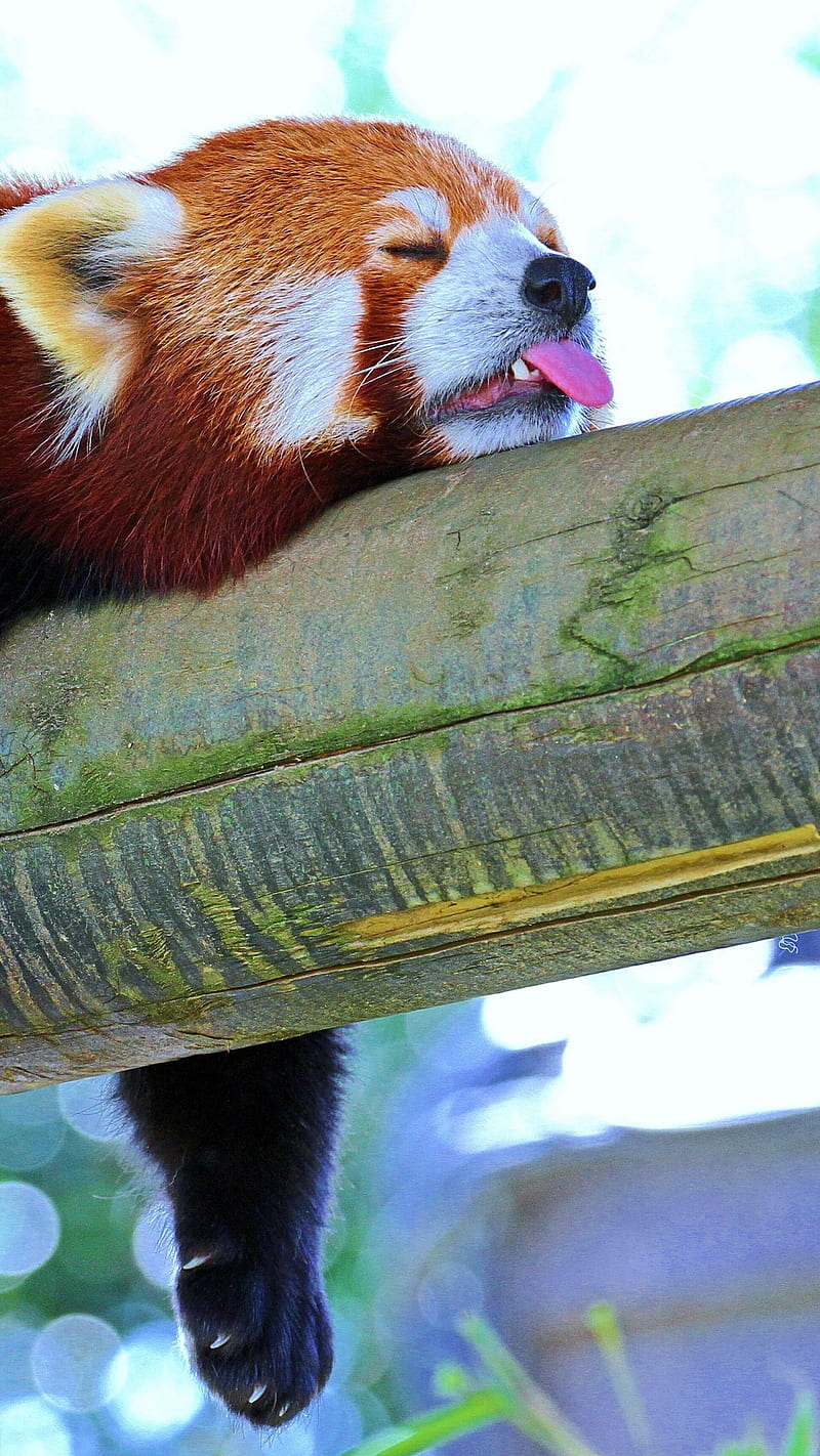 Red Panda , sleep, rest, branch, red panda, lesser panda, nature, animal, wild, cute, HD phone wallpaper