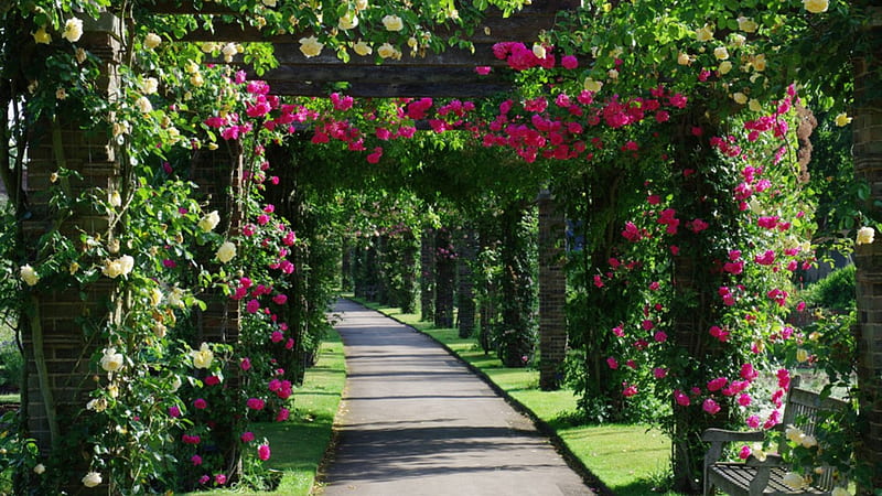 garden, the transition, roses, pergola, HD wallpaper