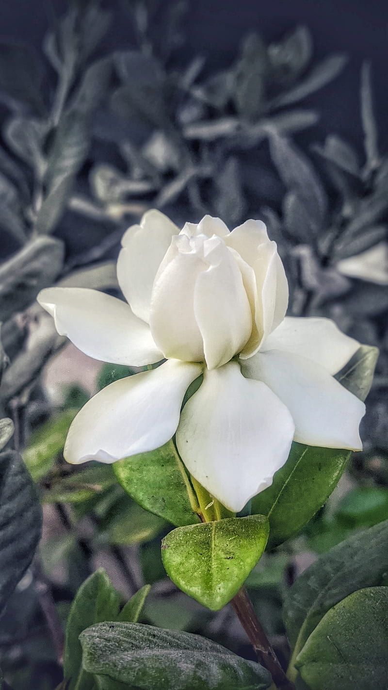 Jasmine, arabian, beautiful flowers, flower, white flower, HD phone  wallpaper | Peakpx