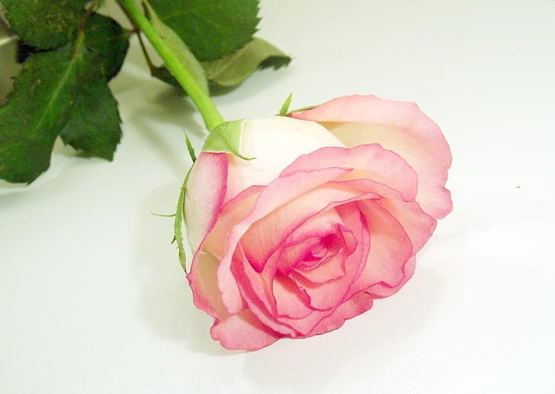 pink rose, simpel, white, rose, pink, HD wallpaper