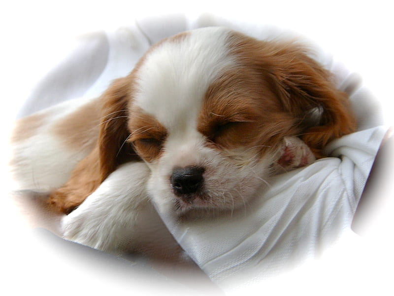 Cavalier King Charles Spaniel Puppy, king, lovely, trusting, soft, adorable, tan, baby, cute, cavalier, charles, pup, spaniel, white, sleepy, puppy, HD wallpaper