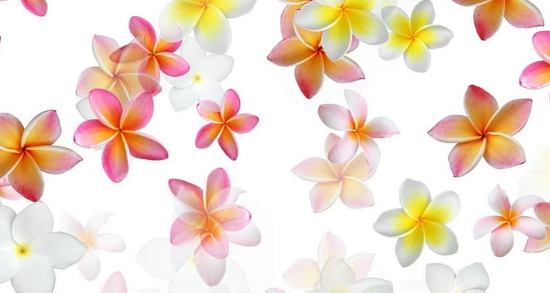 Plumeria, flower, flowers, Plumerial, white, HD wallpaper | Peakpx