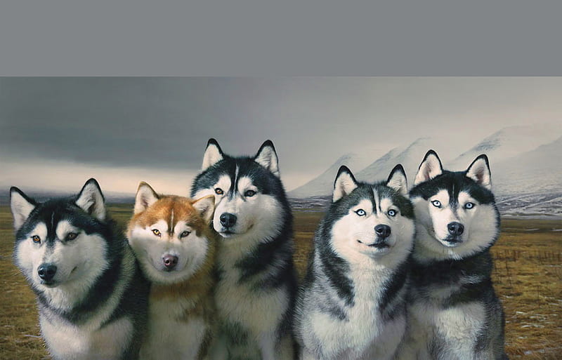 Call of the north, north, huskies, brown, black, cold, five, stamina, strength, white, dogs, HD wallpaper