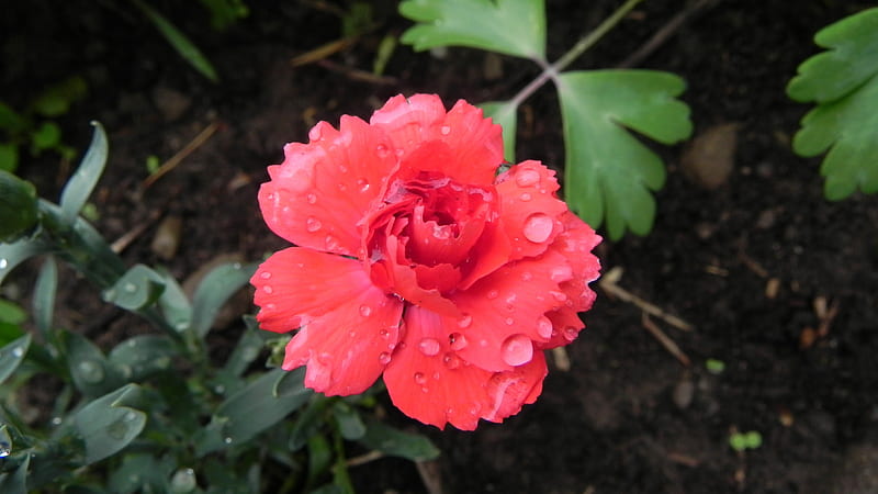 Beautiful Flower with RainDrops, Red, raindrops, flower, Rose, nature, rain, HD wallpaper