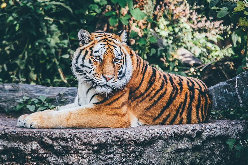 Safari Tiger , tiger, animals, HD wallpaper