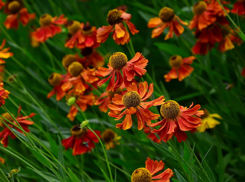 Helenium Flowers Blooming Ultra, Nature, Flowers, Orange, Green, Helenium, HD wallpaper