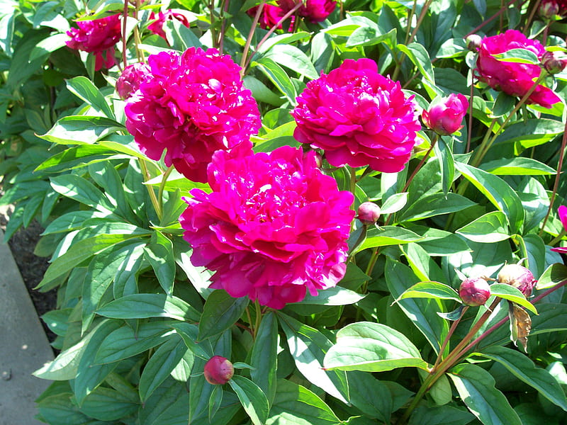 Peony Desire Flowers Nature Other Hd Wallpaper Peakpx