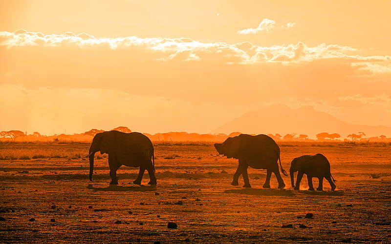 Africa Savanna Elephant herd 2021 Summer, HD wallpaper