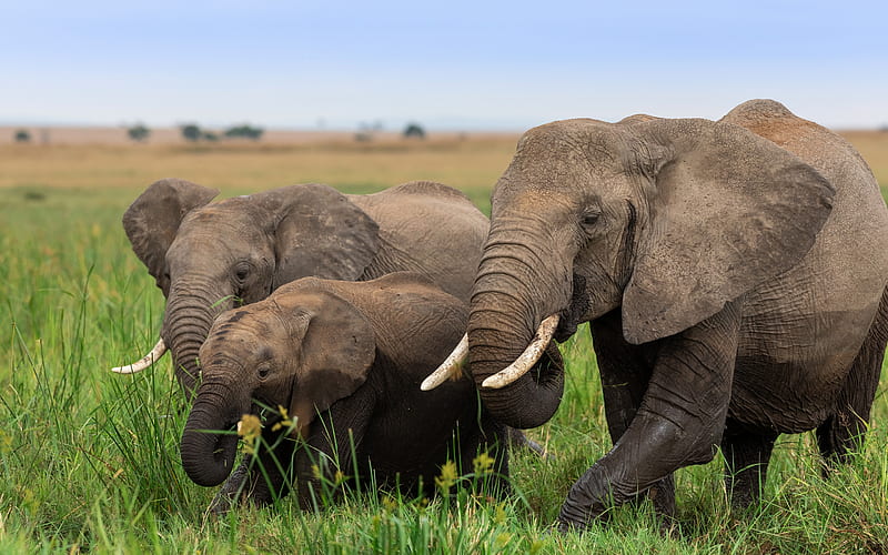 Elephants, family, African animals, savannah, Africa, elephant, HD wallpaper