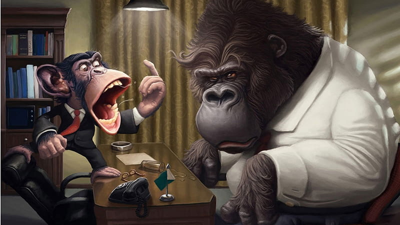 !!!!!!!!!!!!!!, you what, ape, funny, chimp, monkey business, HD wallpaper