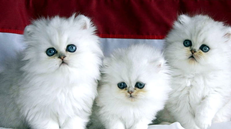 Blue Eyes Three White Persian Cat Kittens In Maroon White Background  Kitten, HD wallpaper | Peakpx