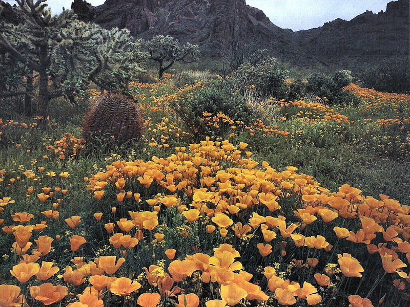 Golden California Poppies 1 poppies, cactus, floral, graphy, mountians, flowers, scenery, landscape, HD wallpaper