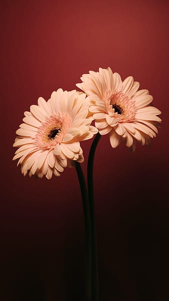HD wallpaper: daisy, flower, white, single, daes eag, compositae, flowering  plant | Wallpaper Flare
