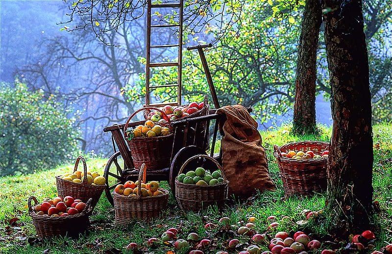Apple Bloom (For Applebloom), apples, bushels, picked, ladder, nature, fresh fruit, trees, HD wallpaper
