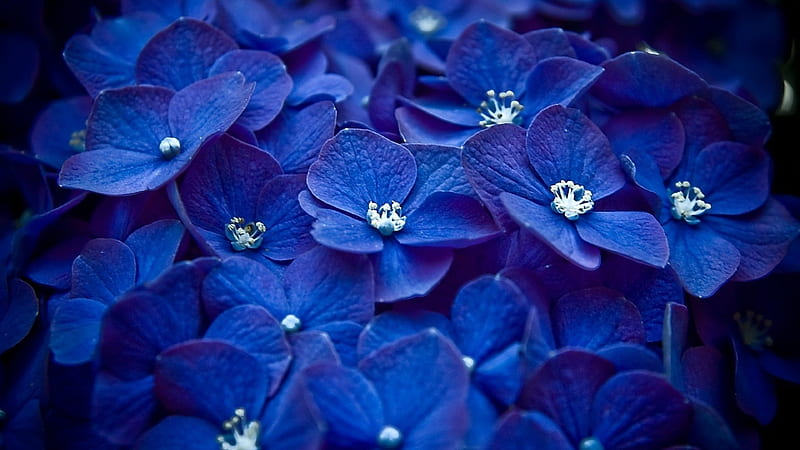 HD blue flower wallpapers | Peakpx