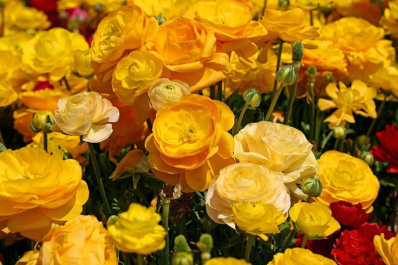 *** RANUNKULYUS-Asian Buttercup ***, zolte, kwiaty, kwiat, nature, HD wallpaper