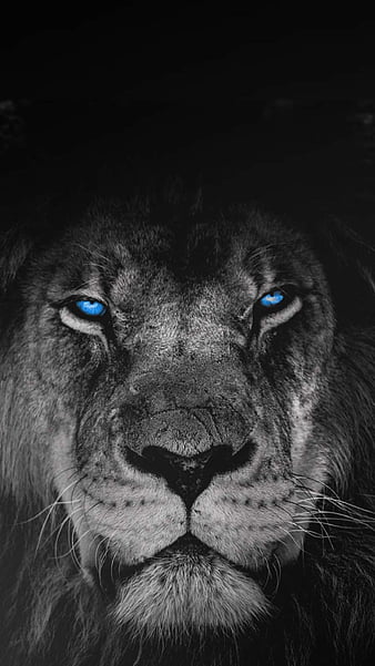 Lion, beast, black, family, lioness, lions, mode, mother, you1987nes, HD  phone wallpaper | Peakpx