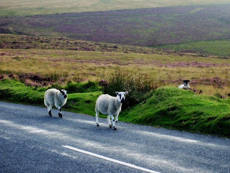 The journey, secret spectator, sheep cute follow, england, journey, HD wallpaper