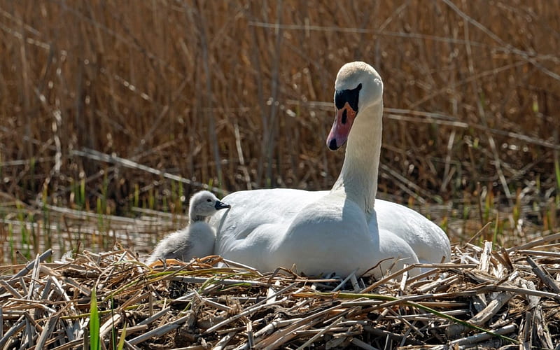 Swans in Nest, swans, nest, Latvia, birds, mother, baby, HD wallpaper