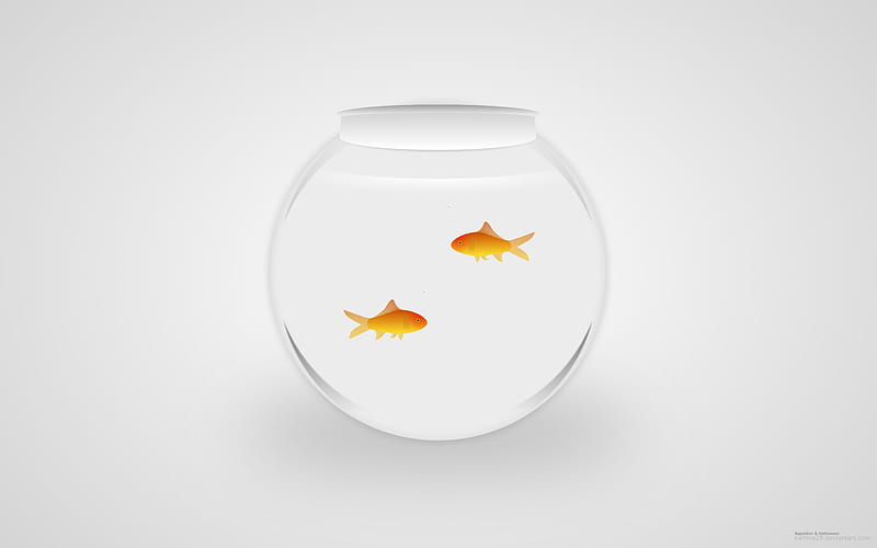 two fish, water, gold, fish, bowl, HD wallpaper