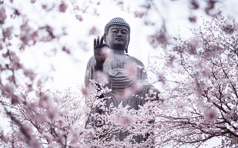 Amitabha Buddha, japan, spring, sakura, statue, Ibaraki Prefecture, Ushiku, HD wallpaper