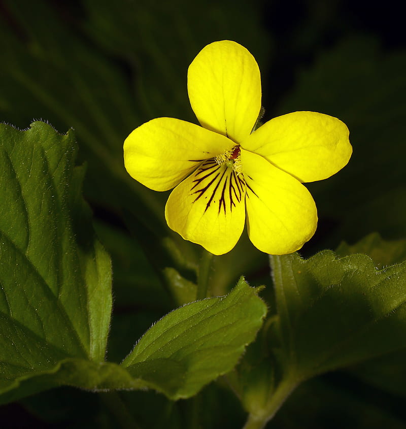 Violeta, flor, pétalos, amarillo, Fondo de pantalla de teléfono HD | Peakpx